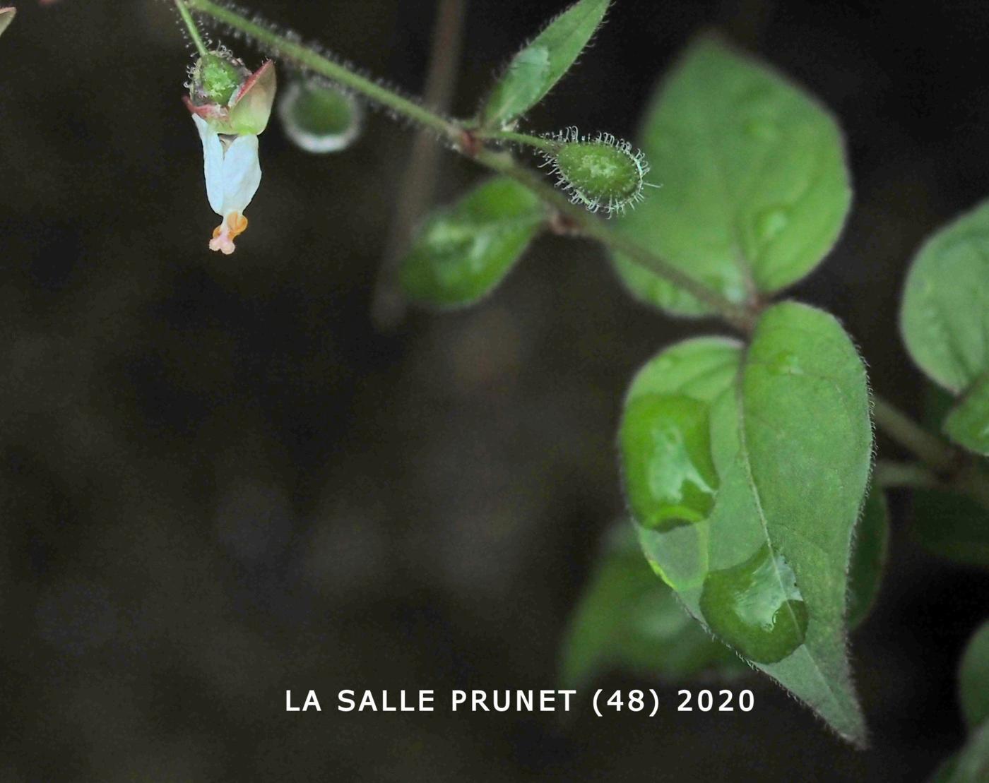 Enchanter's nightshade leaf